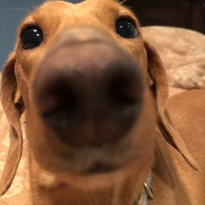 Meet your Posher, Dustie